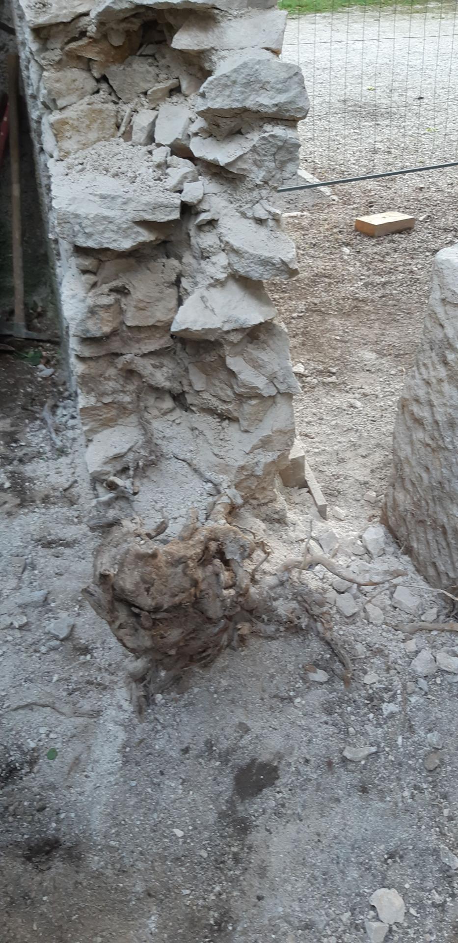 12 - 2ème surprise : une racine dans le mur et sous le jambage